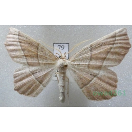 Gerinia honoraria (Denis & Schiffermüller, 1775) male Czech79